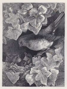 Robin forelest av sin far (gravering) av Harrison William Weir