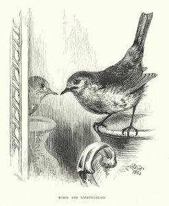 Robin og look-glass (gravering) av Harrison William Weir