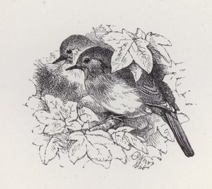 Robins (gravering) av Harrison William Weir