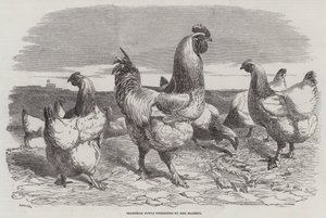 Shanghae Fowls presentert for Hennes Majestet