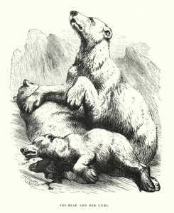 Hun-bjørn og ungene hennes (gravering) av Harrison William Weir