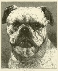 Bull-Dog av Harrison William Weir