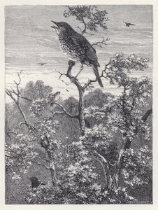 The Concert of Birds (gravering) av Harrison William Weir