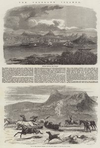 Falklandsøyene