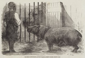 Den kvinnelige flodhest, ved Zoological Society