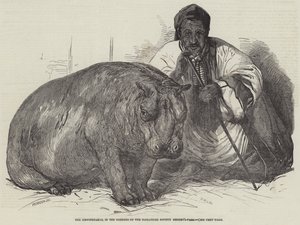 Flodhest, i Gardens of the Zoological Society, Regent