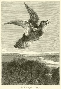 Lerken av Harrison William Weir