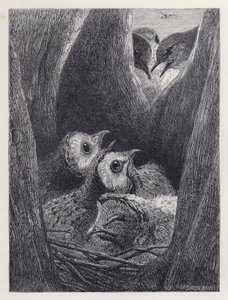 The Nest of Young Owls (gravering) av Harrison William Weir