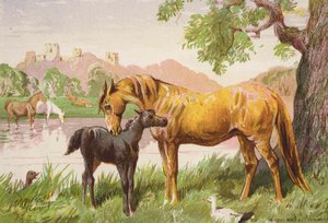  av Harrison William Weir