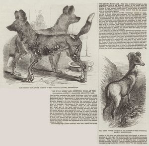 Villsauene og jakthundene i Zoological Society