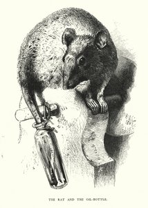 Rotten og oljeflasken (gravering) av Harrison William Weir