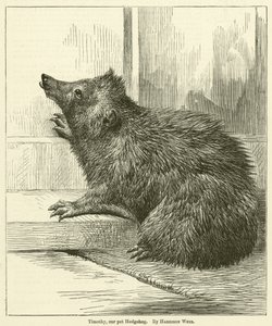 Timothy, vårt kjæledyr Hedgehog