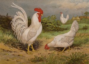 White Leghorns (chromolitho) av Harrison William Weir