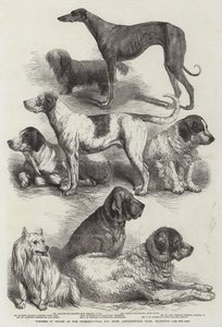Vinnere av priser på International Dog Show, Agricultural Hall, Islington