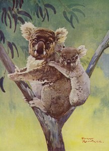 Koalabjørn og joey i et eukalyptustre, Australia (farge litho)