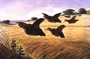 En førsteklasses, lubben Covey