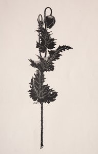 Blomsterstudie. av Harry Fenn