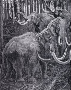 mammuter (litho) av Harry Hamilton (after) Johnston