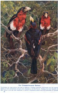 Crimson Crested Barbets, illustrasjon fra 