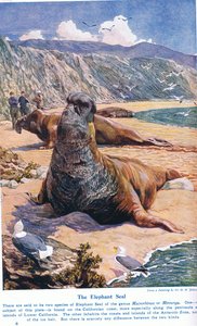 The Elephant Seal, illustrasjon fra 
