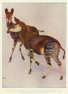 Okapi (Ocapia Johnstoni), det nye dyret oppdaget i Sentral-Afrika