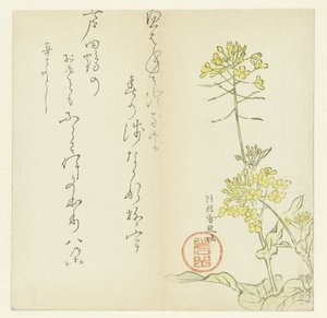 Blomster