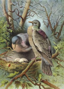 Ringdue (chromolitho)