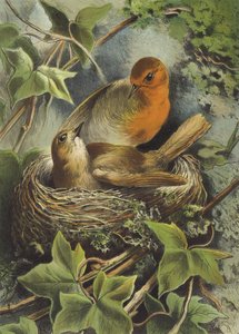 Robin og reiret (chromolitho) av Hector Giacomelli