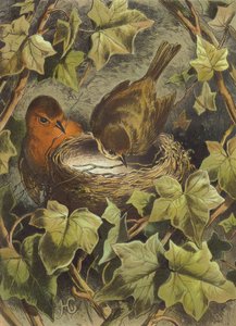 Robin, bygger redet (chromolitho)
