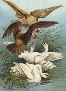 Svaner og ørner (chromolitho)