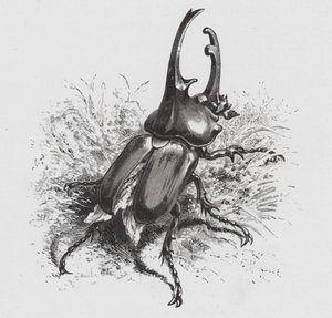 Insektet: Beetle (gravering)