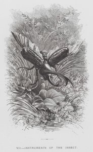 The Insect: Instruments of the Insect (gravering) av Hector Giacomelli
