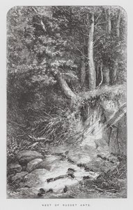 Insektet: Nest of Russet Ants (gravering) av Hector Giacomelli