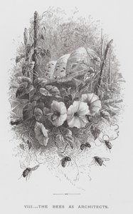 Insektet: Biene som arkitekter (gravering) av Hector Giacomelli
