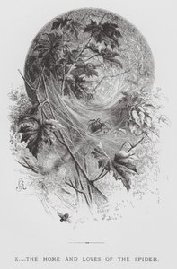 The Insect: The Home and Loves of the Spider (gravering) av Hector Giacomelli