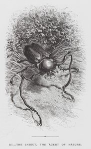 Insektet: Insektet, naturens agent (gravering) av Hector Giacomelli