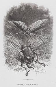 Insektet: Mikroskopet (gravering) av Hector Giacomelli