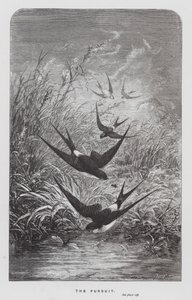 The Insect: The Pursuit (gravering) av Hector Giacomelli