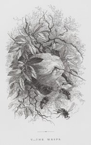 Insektet: Vepsene (gravering) av Hector Giacomelli