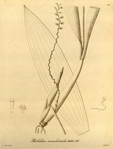 Illustrasjon av Pholiota camelostalix av Heinrich Gustav Reichenbach