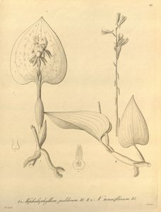 Denne filen kommer fra Biodiversity Heritage Library, og er tilgjengelig online på biodiversitylibrary.org/page/696488 av Heinrich Gustav Reichenbach
