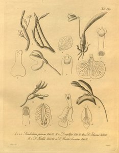 Denne filen kommer fra Biodiversity Heritage Library, og er tilgjengelig online på biodiversitylibrary.org/page/698365 av Heinrich Gustav Reichenbach