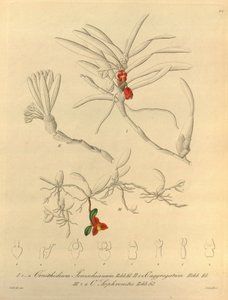 Denne filen kommer fra Biodiversity Heritage Library, og er tilgjengelig online på biodiversitylibrary.org/page/696484