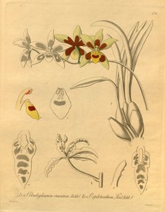 Denne filen kommer fra Biodiversity Heritage Library, og er tilgjengelig online på biodiversitylibrary.org/page/698370 av Heinrich Gustav Reichenbach