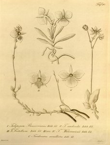 Denne filen kommer fra Biodiversity Heritage Library, og er tilgjengelig online på biodiversitylibrary.org/page/696497
