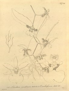 Denne filen kommer fra Biodiversity Heritage Library, og er tilgjengelig online på biodiversitylibrary.org/page/696498