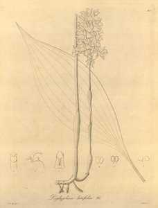 Denne filen kommer fra Biodiversity Heritage Library, og er tilgjengelig online på biodiversitylibrary.org/page/696480 av Heinrich Gustav Reichenbach