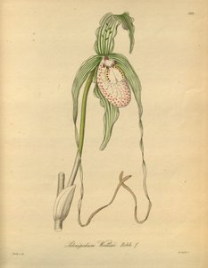 Denne filen kommer fra Biodiversity Heritage Library, og er tilgjengelig online på biodiversitylibrary.org/page/698377