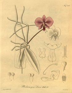 Denne filen kommer fra Biodiversity Heritage Library, og er tilgjengelig online på biodiversitylibrary.org/page/698347