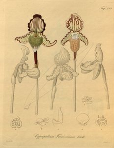 Denne filen kommer fra Biodiversity Heritage Library, og er tilgjengelig online på biodiversitylibrary.org/page/698329